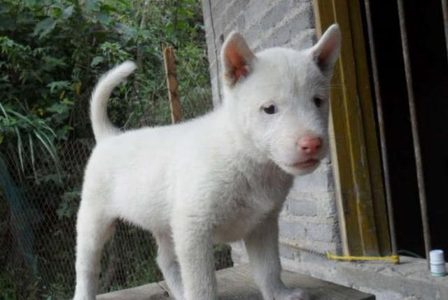 莱州|猎犬|好手_新浪新闻