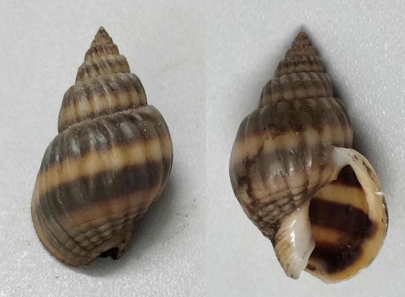 褐棘螺,chicoreus brunneus,类似很多棘刺的都叫棘螺.