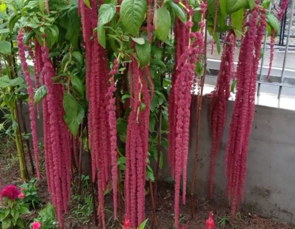 农村一种植物,苋菜中的极品,长长的红穗,你还舍得吃吗?