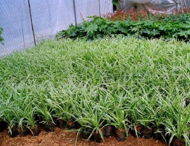 能化痰止咳,散瘀消肿的空气卫士——吊兰的栽培技术