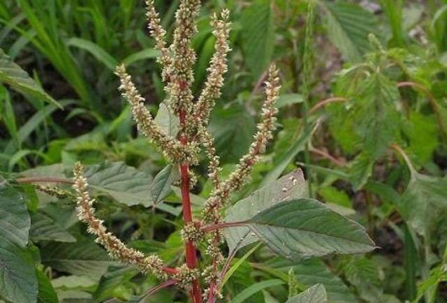 农村这种野草很常见人称猪母刺殊不知用它煲汤是一绝