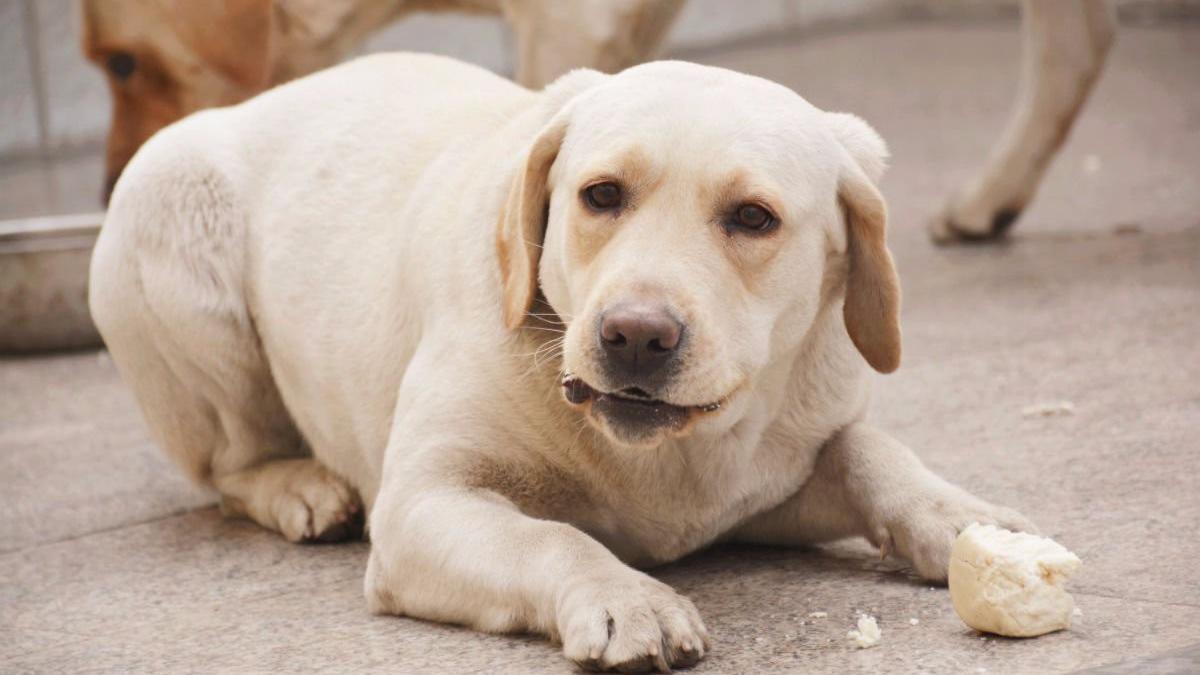 主人出差拉布拉多骑着主人的行李箱就不放,你去哪我就去哪!