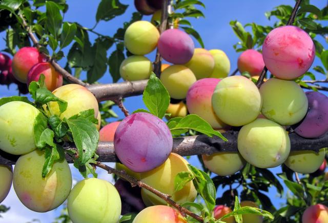 食之对于治疗肝硬化腹水大有种益 功效四:美容养颜 据《普济方》记载