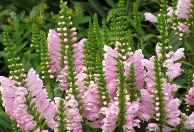 情随意动,心随情动——随意草|北美洲|花序|地上茎_新浪新闻