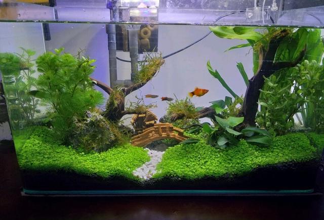 鱼缸如何造景简单又清新