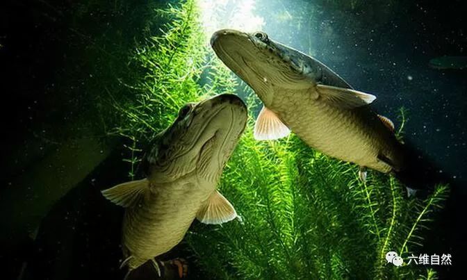 巨骨舌鱼|人类|鱼_新浪新闻