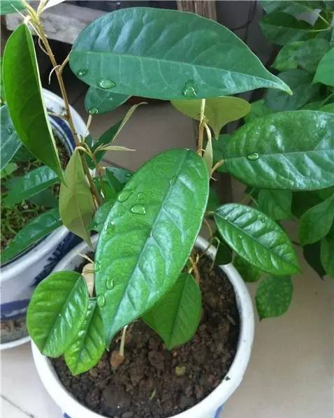吃完榴莲核别扔,种花盆里,2周就能长出一颗漂亮的盆栽!