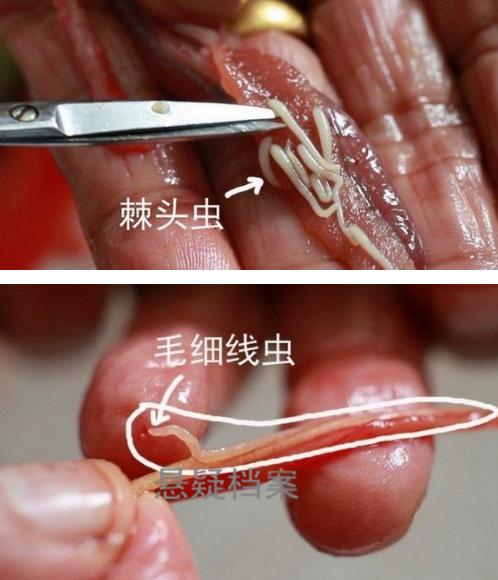 黄鳝