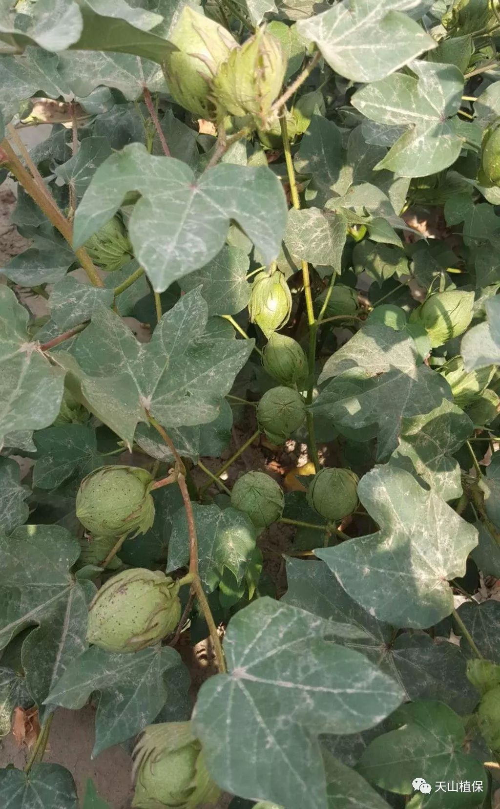 棉花花铃期后期要做好防早衰防贪青晚熟