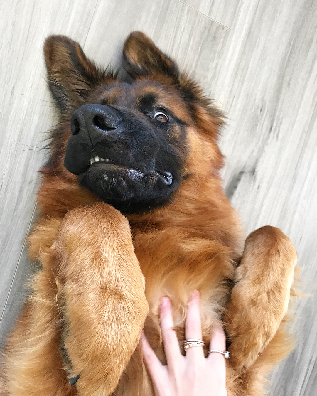 威武帅气的德国牧羊犬居然也可以是行走的表情包