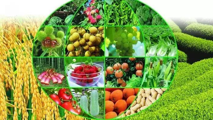 小旋风蜘蛛池大家都锦绣大地SEO培训牛