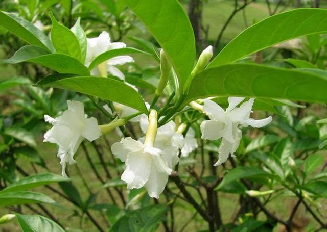 夜来香花的图片(夜来香花的图片大全)