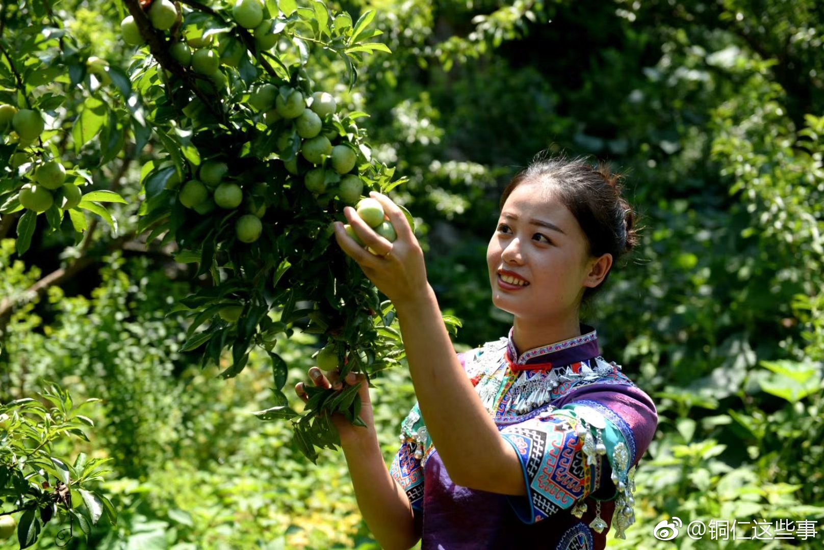 铜仁|沿河沙子一果农一盘"空心李"获3000元人民币!