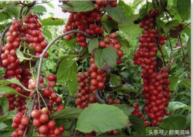 土家山里野果秤砣子城里人视它为山珍野味