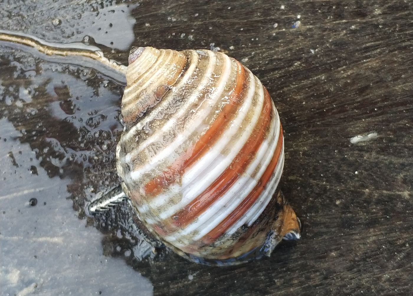 沟鹑螺 tonna sulcosa,拍摄于海南陵水.11.