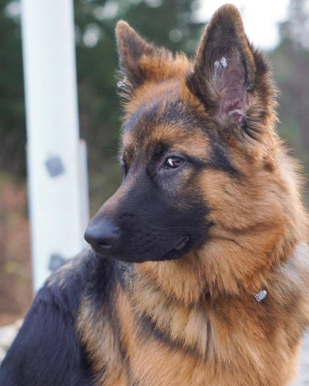 德牧的历史可以追溯到十九世纪,那个时候德牧的前身是专门帮牧民们