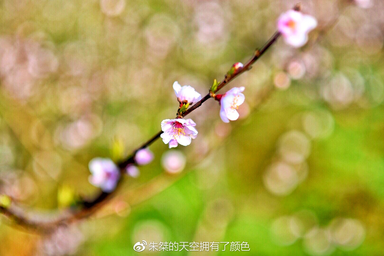 阳春三月桃花盛开六安最美桃乡桃花十年如一日盛开