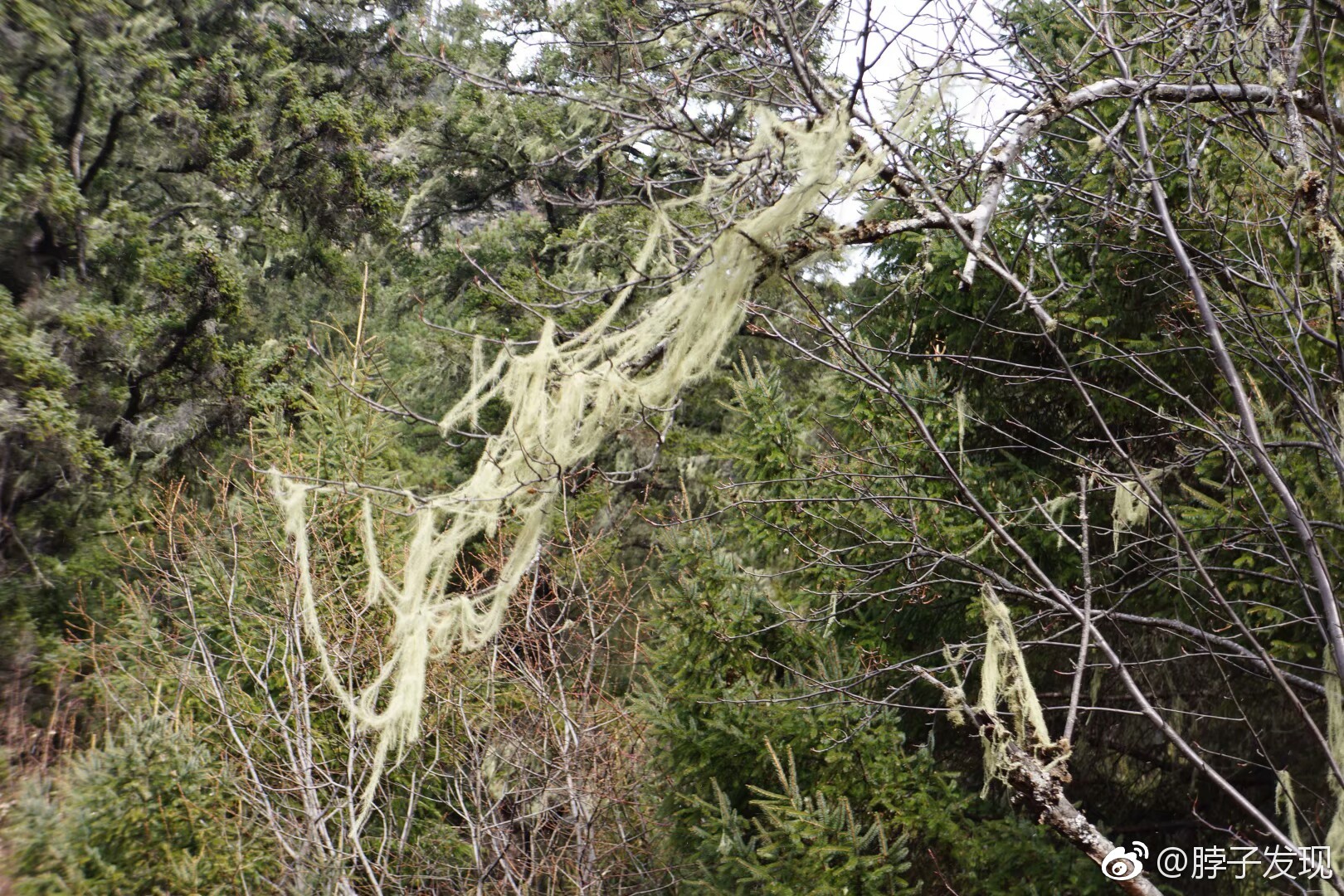 松萝,属地衣门,多生于深山老林之中.呈絮状,有药用价值