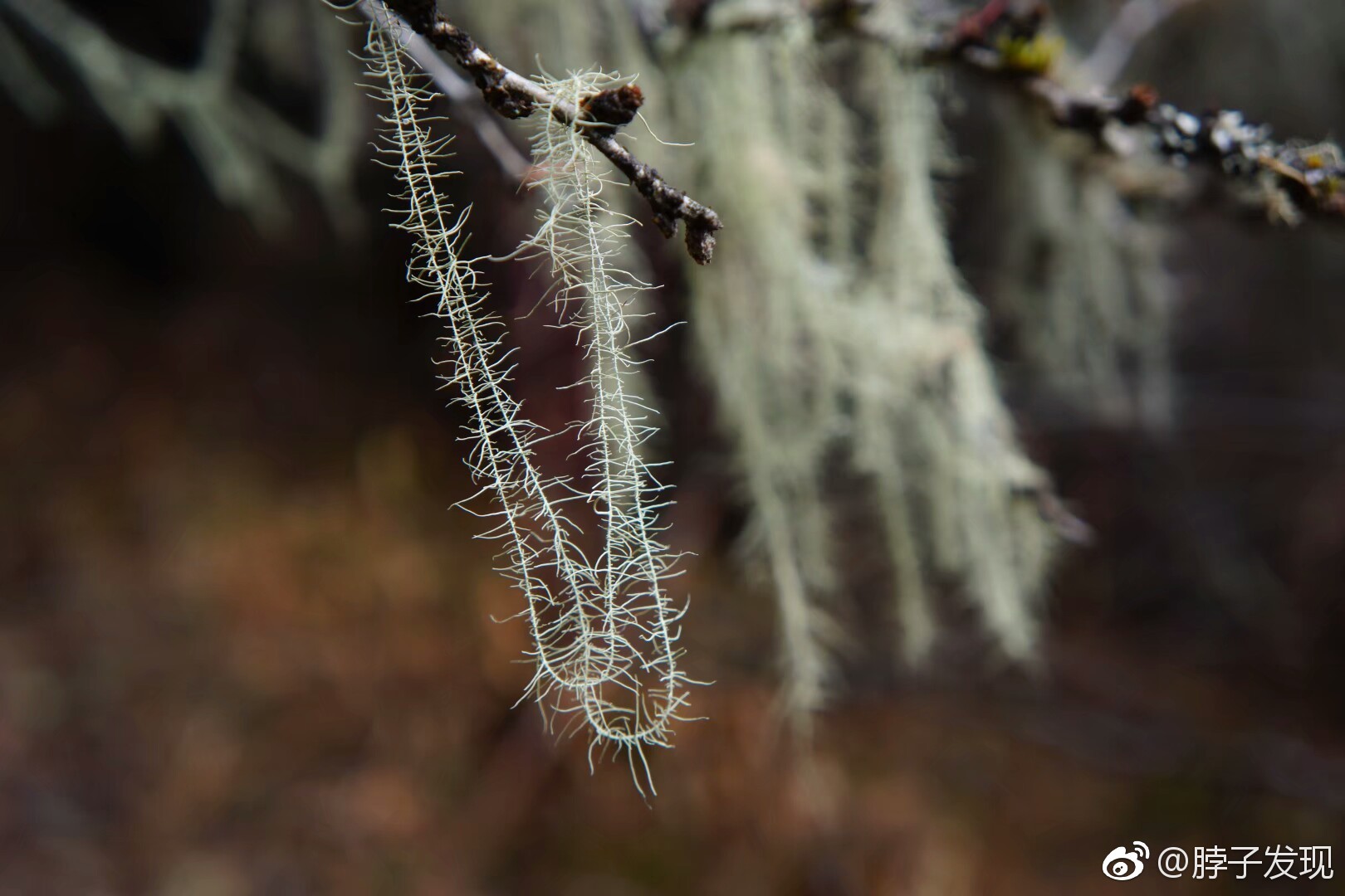 松萝,属地衣门,多生于深山老林之中.呈絮状,有药用价值|衣门|松萝|絮