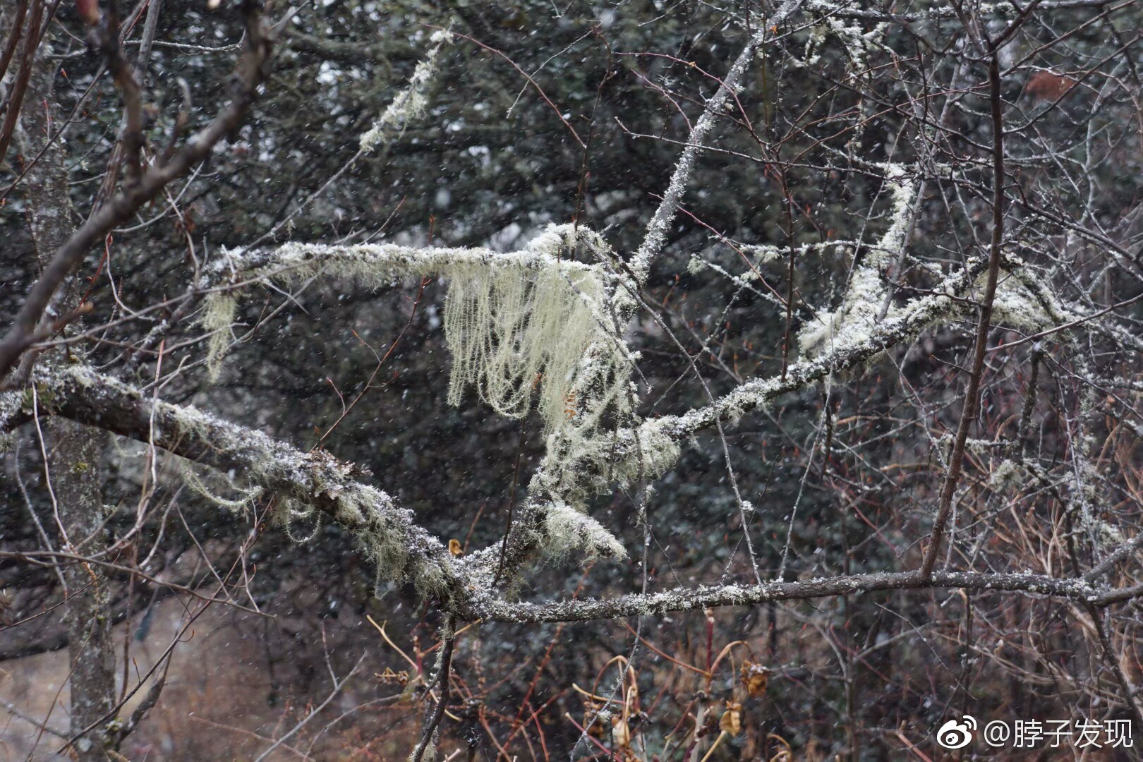 松萝,属地衣门,多生于深山老林之中.呈絮状,有药用价值
