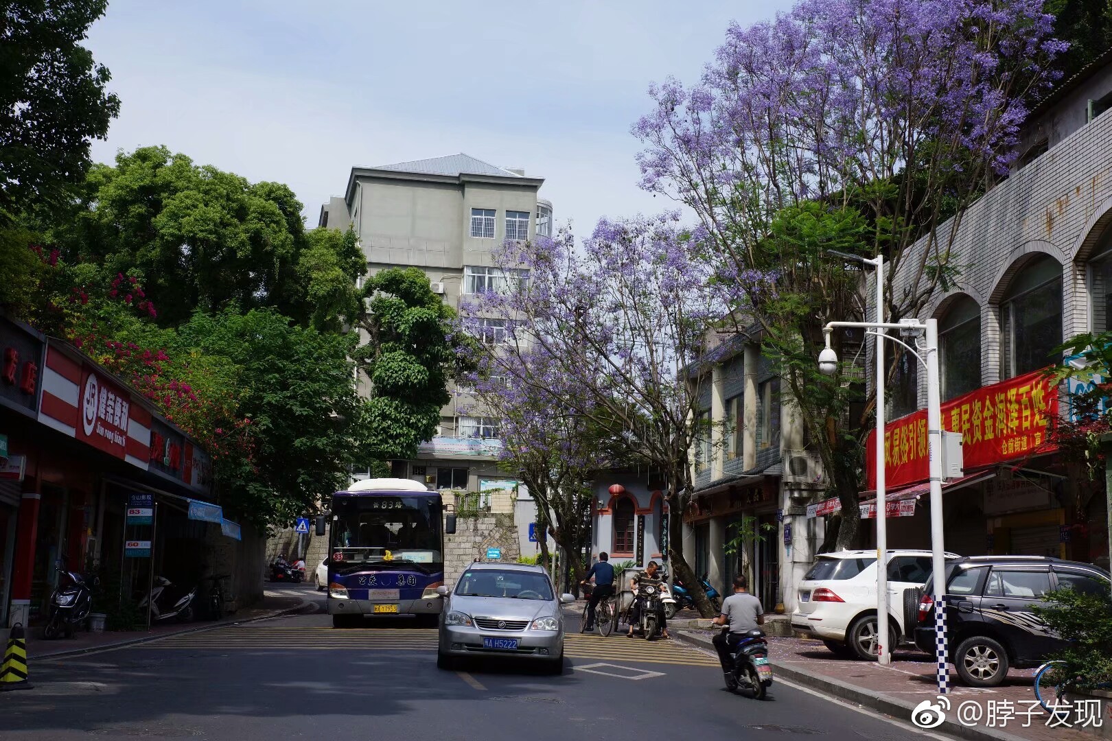 福州街头蓝花楹与三角梅同时盛开的时节拉开了夏季的帷幕