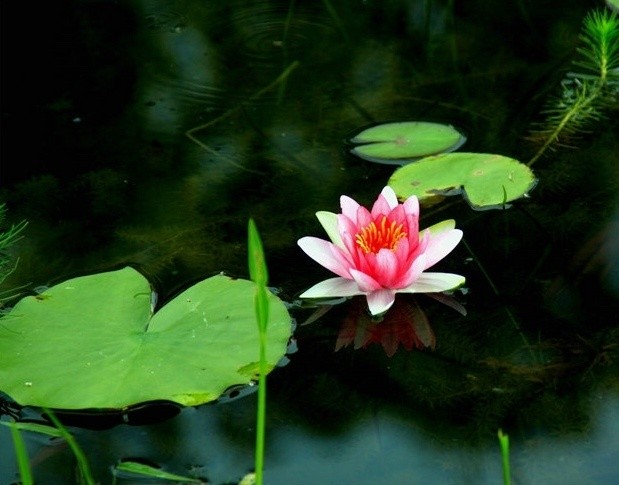 芙蓉水净平分色,一朵莲心漾未央.