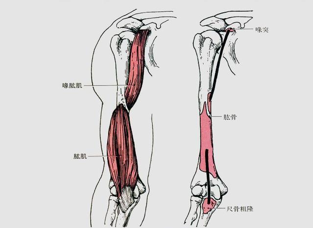 肱二头肌起止点 转载自百家号作者:健身罗盘腹直肌起止点  转载自百家