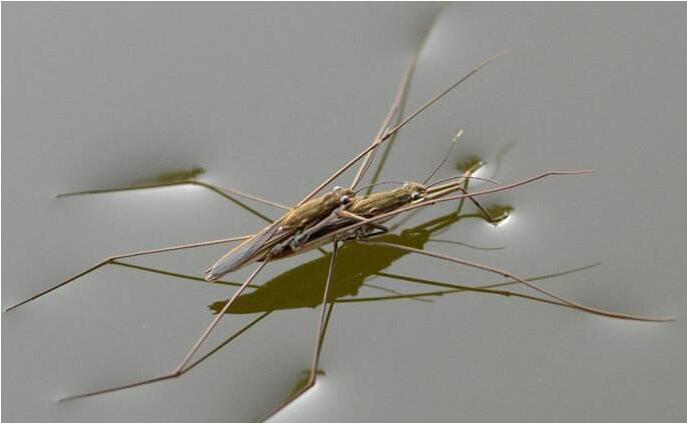 它的学名叫做"水黾",是一种半翅目类的水生昆虫,常常在水面上活动,在