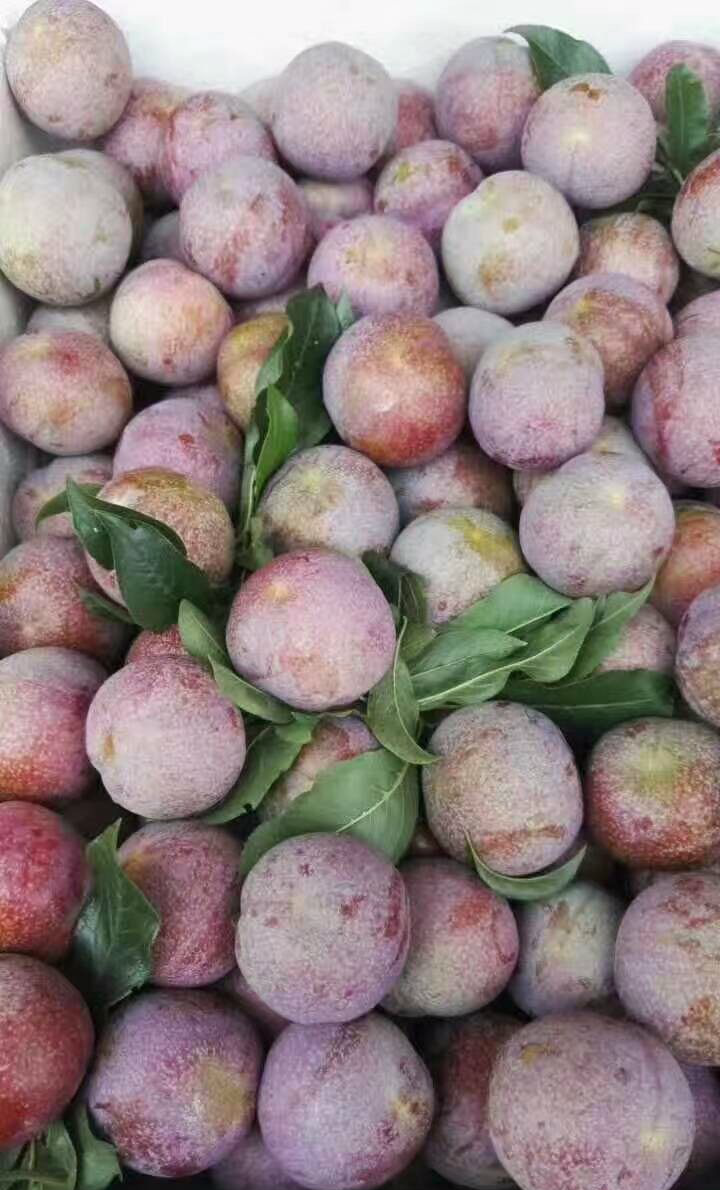 三华李,广东茂名信宜特产,酸酸甜甜脆脆,对着屏幕也流口水__财经头条