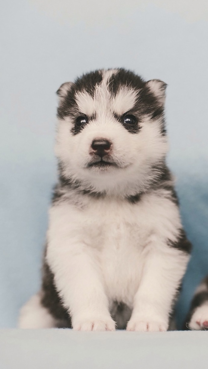 小时候的哈士奇 真的可爱炸啦