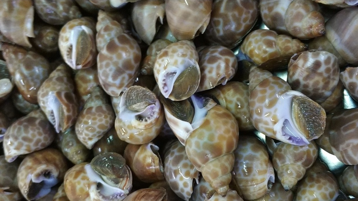 海南鱼市常见贝类一
