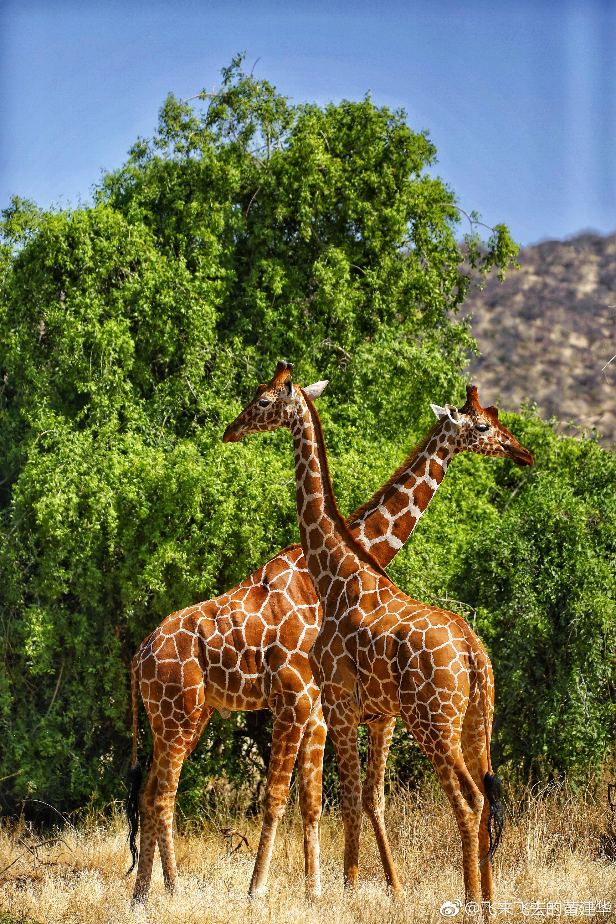 东非大草原上.在肯尼亚看到了萌萌的长颈鹿.感觉特别可爱