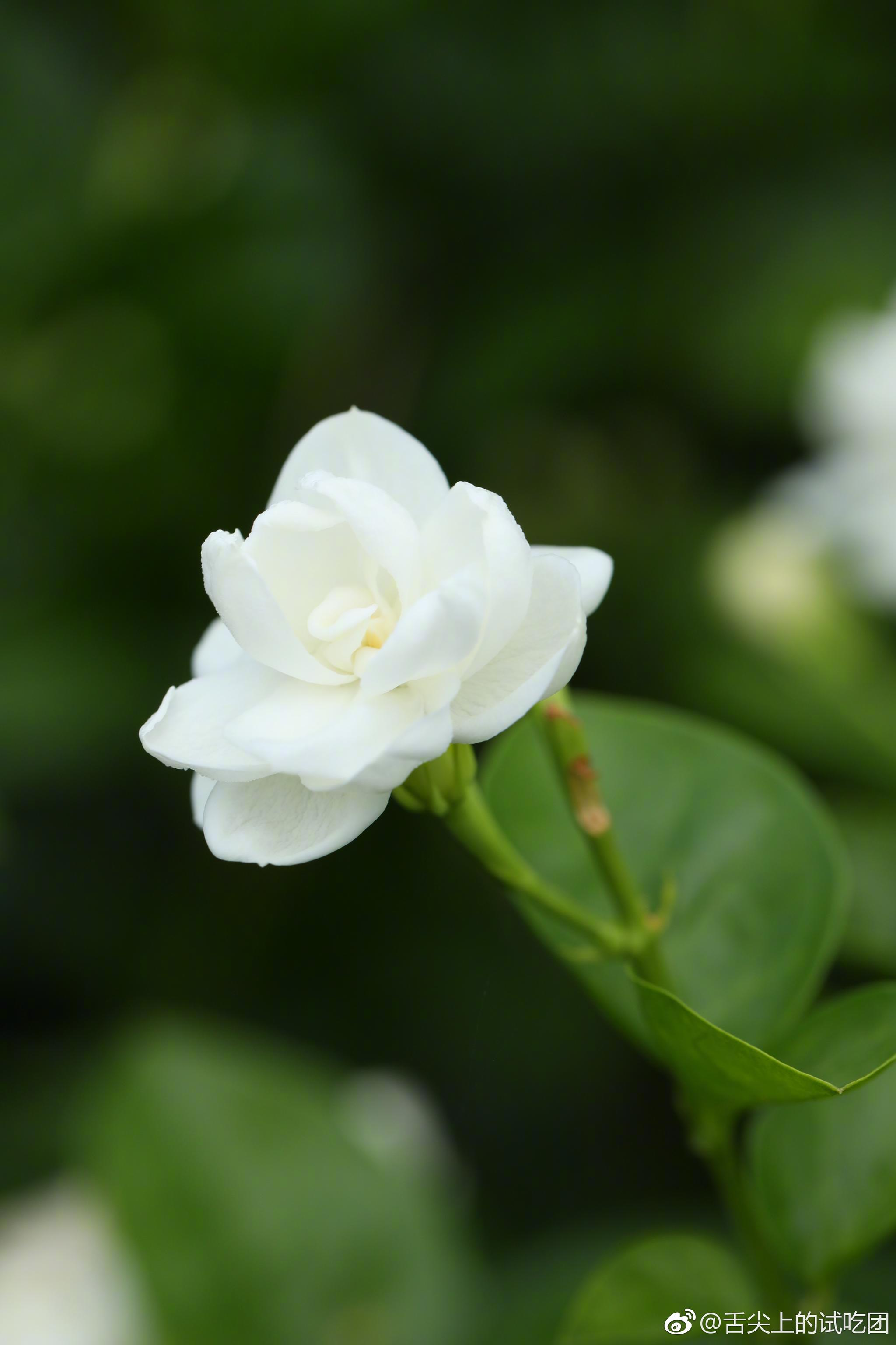 这次广西南宁行就为横县茉莉花而来横县是全国最大茉莉花基地