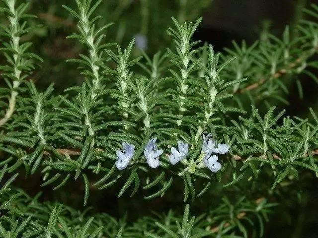 阳台盆栽种上它夏天和蚊子说拜拜