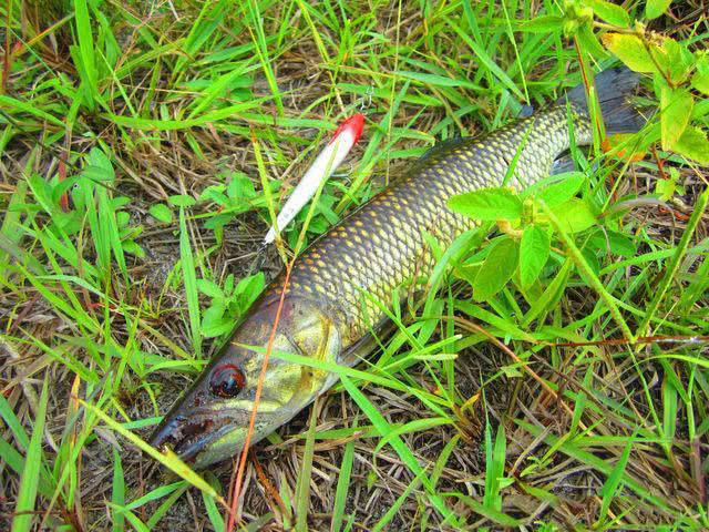 狗魚不但兇猛,而且也很聰明,對釣魚人誘惑很大|狗魚|假餌|路亞_新浪