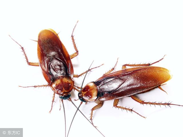 夏天厨房蟑螂多怎么办试试这几招家里蟑螂都跑了