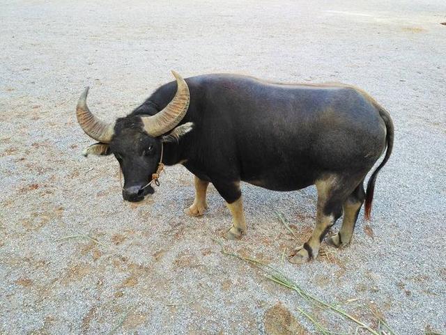 家门口的斗牛大赛,40多头牛王十一将在南宁金沙湖激烈争霸