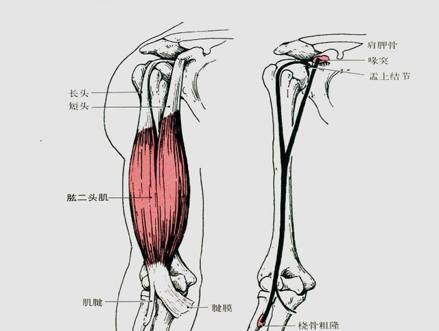 你可能不是很了解的肌肉起止点都是干货