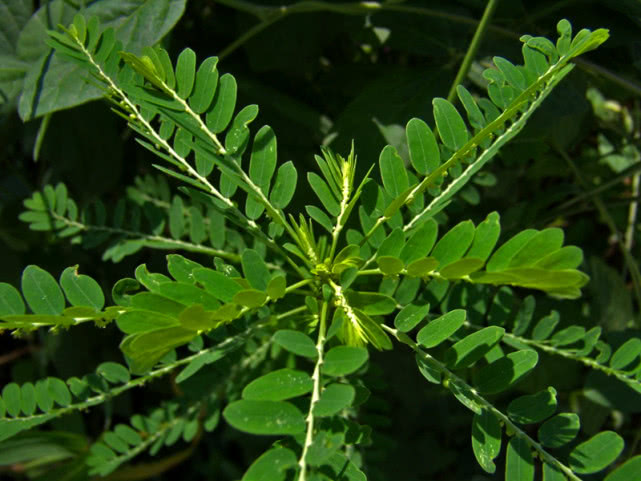 农村常见野草"龙珠草",珍贵价值大,可盆栽做盆景,漂亮