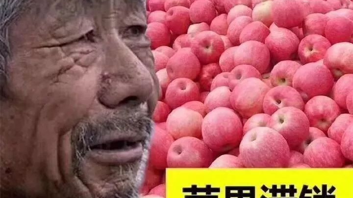 山西临猗:"滞销大爷"影响当地品牌形象,80%苹果已售