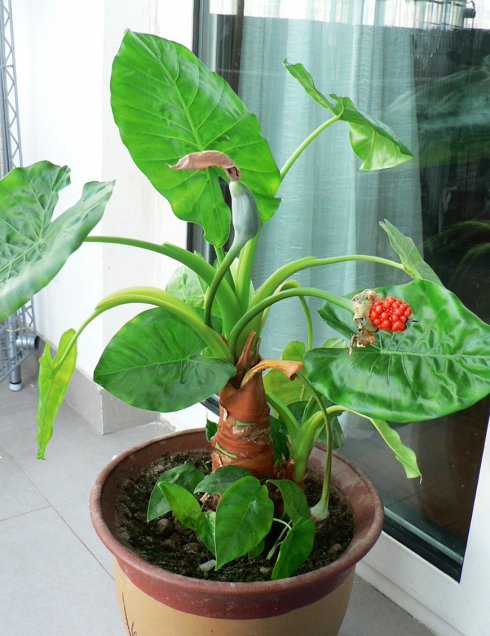 滴水观音土培步骤,好看又好养,爆盆很简单!