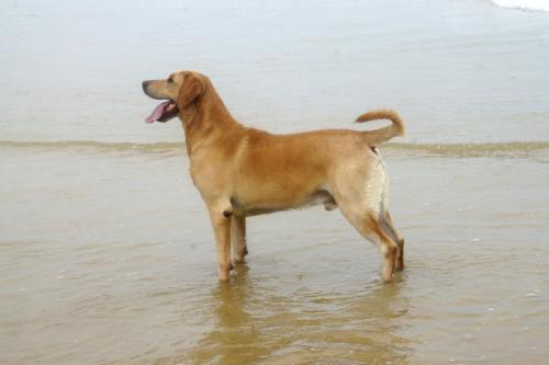 黄狗的一个举动,让能卖掉它的主人瞬间变换注意,打死也不卖了!