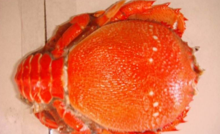 长相怪异,像蟹又像虾,看上去让人有点害怕,殊不知却是一道美味