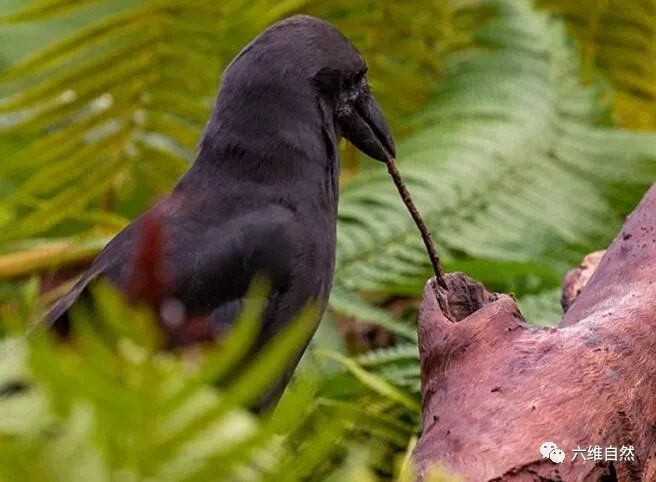 乌鸦何止喝水聪明,还会用树枝钩树虫出来吃