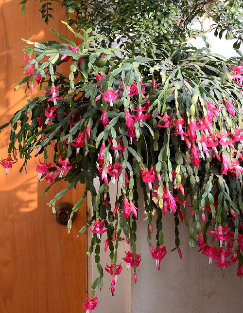 高手养蟹爪兰常喂开花汤花朵连开10年