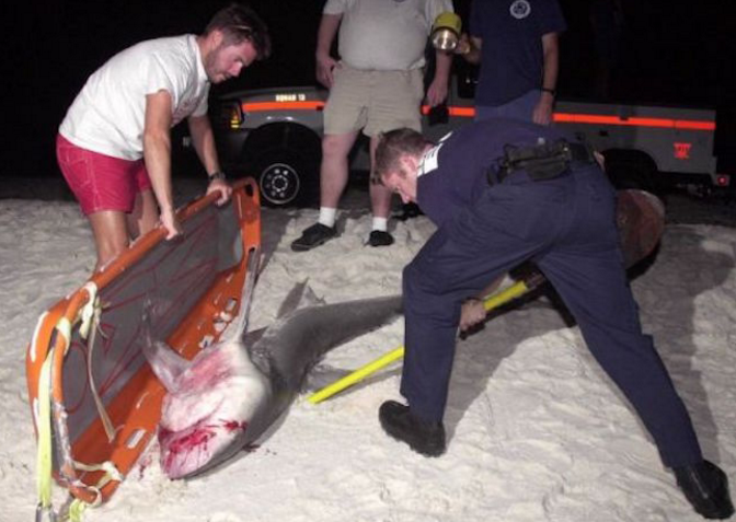 8岁侄子被鲨鱼咬断手臂叔叔冲进海里将鲨鱼打死抢回断臂