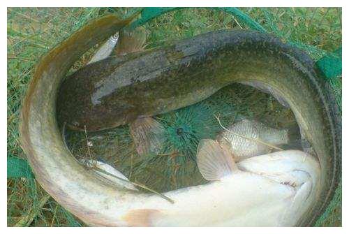 都知道野生鲶鱼好吃,你知道钓野生鲶鱼的诀窍吗?