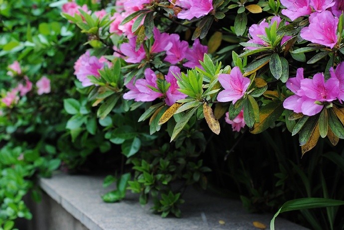 花中此物似西施,芙蓉芍药皆嫫母杜鹃开时映山红,一腔热血照碧空.