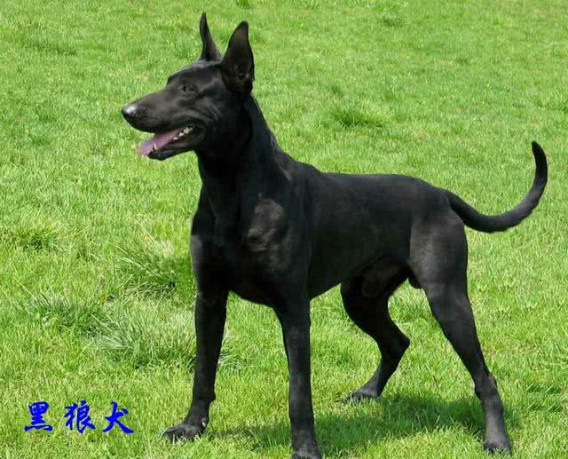 中国的国犬传奇这五大优秀犬种最后一个让人遗憾