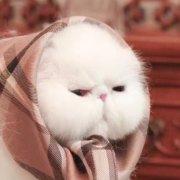 九院韦敏,给人轮廓做毁了, 望各位扩散,帮助妹子